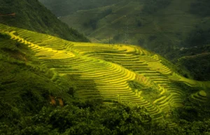 Sapa rice in the mountain